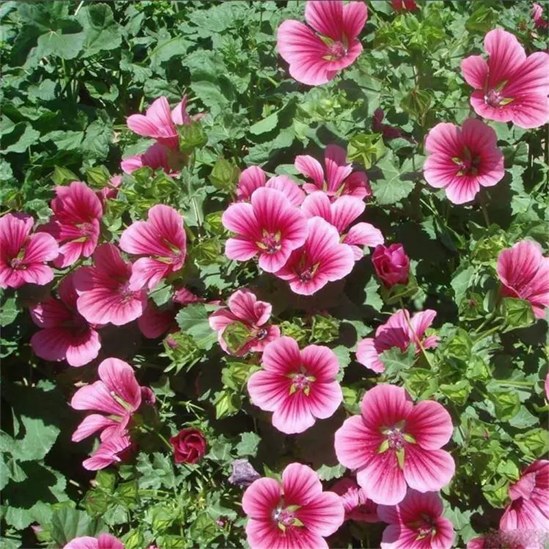 Цветок морской цветок и Семена травы Марлоу Мальвы Семена Горшечный Сад Все Сезоны Посевные Семена Цветов