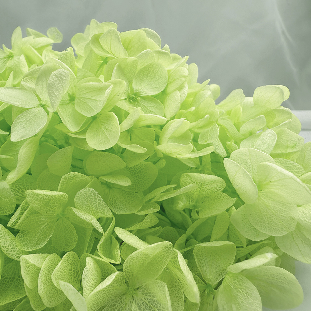 Flores de hortensia preservadas de calidad A+ del fabricante de Yunnan, flores preservadas en caja de 20g.
