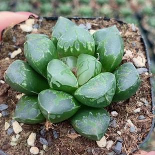 Green Flame Japanese Green Plant Potted Landscape Succulent Plant Greenhouse Wholesale Agave Cactus Soft Leaf Twelfth Volume
