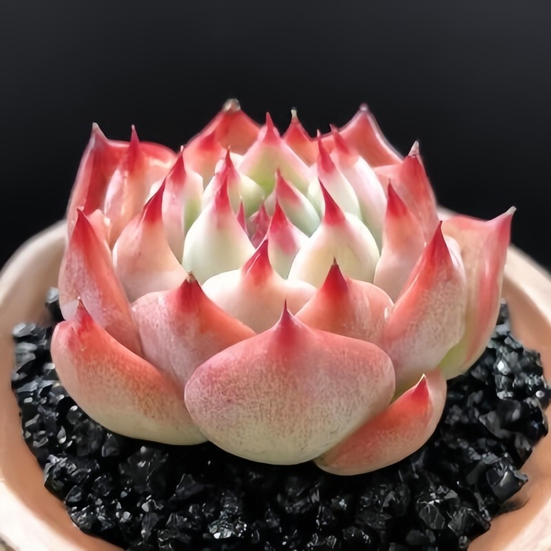 Succulent Plant Combination Potted Plants for Beginners, Easy-To-Grow High-Quality Succulent Sets, Office Flowers, Small Potted Plants, Lazy Plants