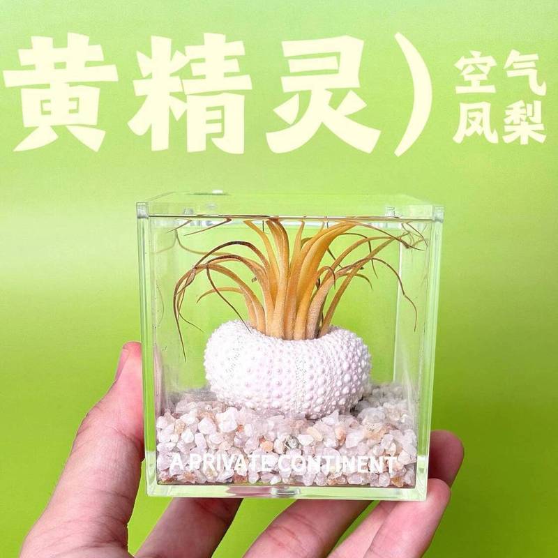 エアパイナップルウニの殻パッケージ怠惰な無土壌植物屋内デスクトップオフィス新しいクリエイティブミニグリーン植物|undefined