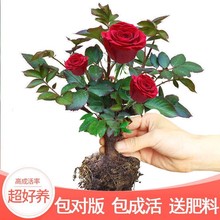 玖瑰花苗绿植盆栽四季开花树苗庭院绿化植物月季花玫瑰阳台批发