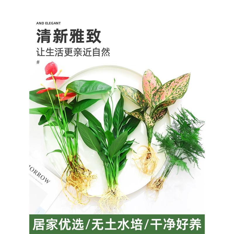 花卉盆栽水培植物室内花绿植四季水生好养活绿萝富贵文竹芋红白掌
