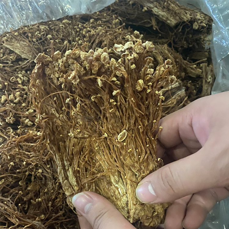 厂家商用金针菇干货剪根农家金针菇干货白金针菇提取原料打粉500g