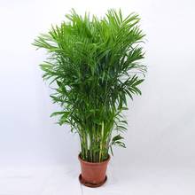 ����������ɢβ���Pβ���҃ȿ͏d��ֲ�������k�����SҬ�Ӱ��]�Gֲ