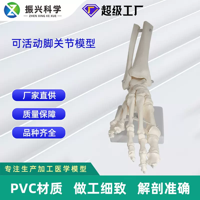 1:1可活动脚骨关节模型动态足踝脚骨教学讲解模型脚部骨骼足关节