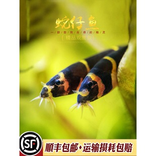 �����~�������qС�͟Ꭷ�~����������~ʺ������w���u�x�����x�~