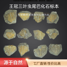 ��Ȼ�������~�xβ�ͻ�ʯ ���������˱��������x�̌W����ʯ��ʯ