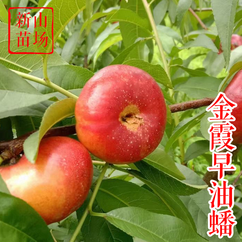 早金霞早油蟠桃苗 江苏农科院新品种6-6黄心油蟠桃树苗简介绍