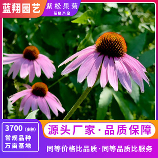 ���l���ɹ��շN�羰�^�G���̨���Ի��ѻ������R�N�����F�շN��