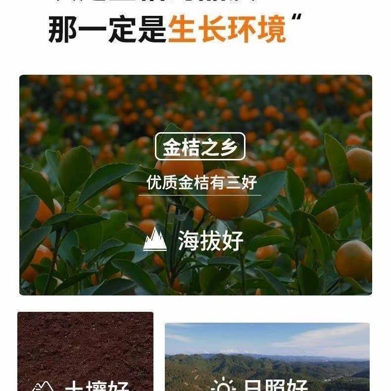 Licorice Kumquat (Glycyrrhiza uralensis & Fortunella japonica) — Dried Candied Kumquat Snack 500g quality and texture
