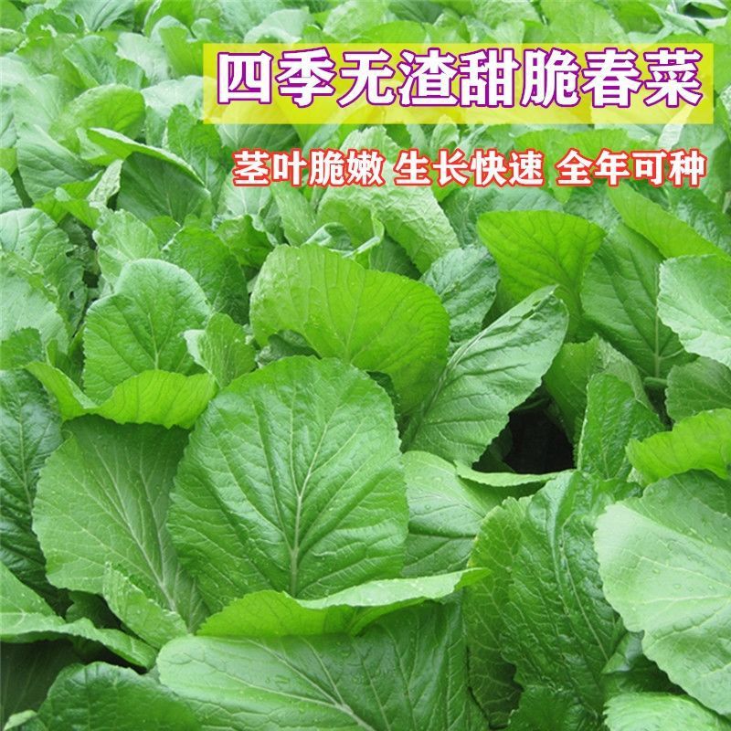 潮汕甜春菜种子耐热耐寒南方北方四季易播盆栽青菜蔬菜种孑春菜籽