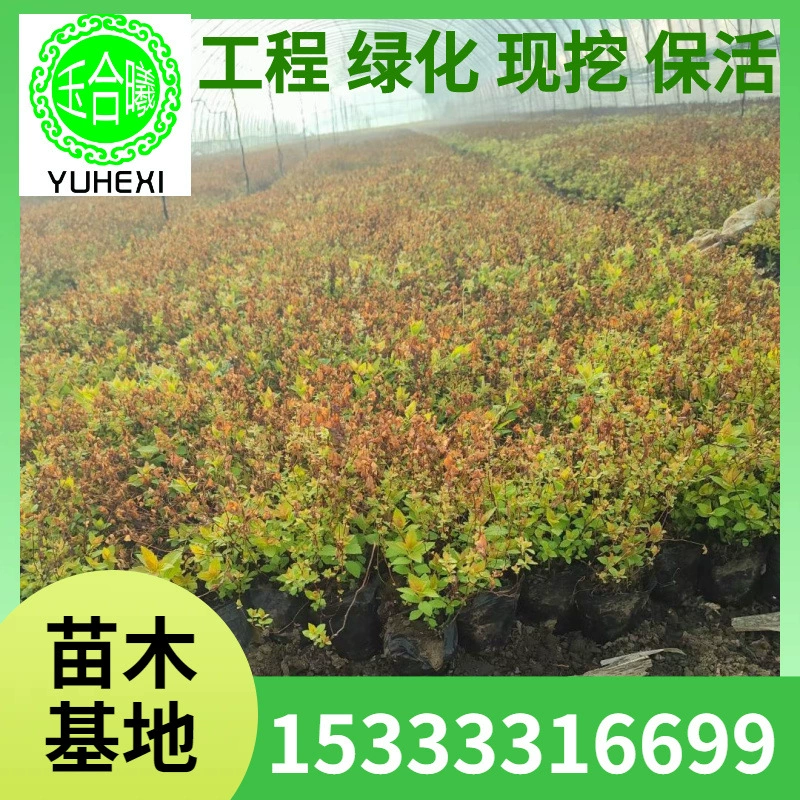 Контейнер для рассады Golden Flame Cup, лоток для рассады, основа для рассады, прямые продажи, питательная чашка для рассады