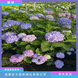 乔木;灌木;景观工程项目