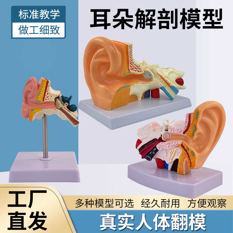 Ear model desktop ear anatomy model external middle and inner ear auditory system organ ear construction teaching medicine Ear model desktop ear anatomy model external middle and inner ear auditory system organ ear construction teaching medicine