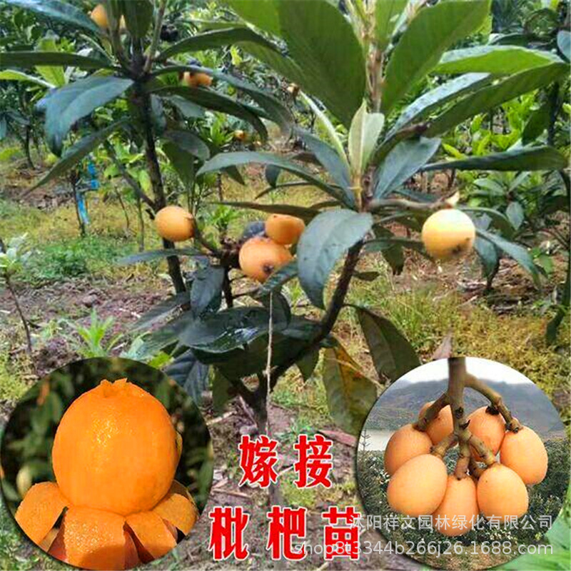 枇杷苗 大五星/白沙枇杷苗 枇杷树苗果树苗批发 当年结果大苗