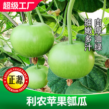 和利农苹果瓠瓜春季种子蒲瓜种籽子葫芦菜籽早熟高产瓠瓜蔬菜种孑