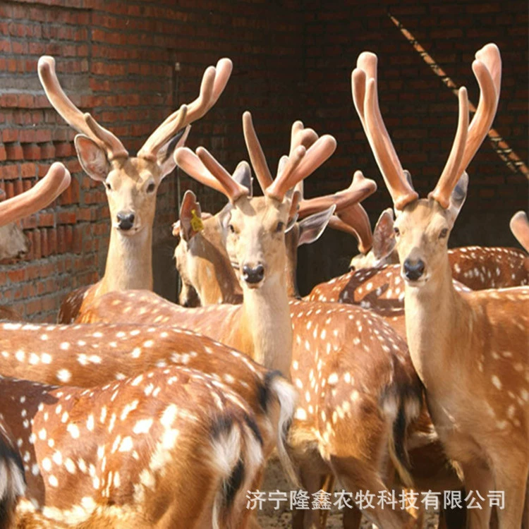 Поставка пятнистых оленей на продажу живых оленей