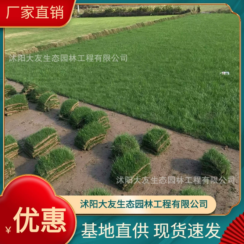 Guoling Grass Base Оптовая продажа Самодельные сорта Guoling Grass Полный проект ландшафтного дизайна Озеленение рассады