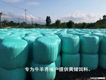 家玉米秸秆黄储1吨 牛羊草料发酵 肉牛羊驴吃 青储黄贮青贮牧草