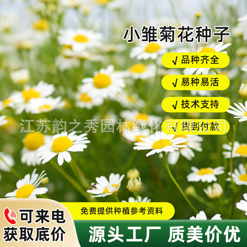 雏菊花种子室内室外阳台小雏菊种籽盆栽花园庭院绿化花海易种易活