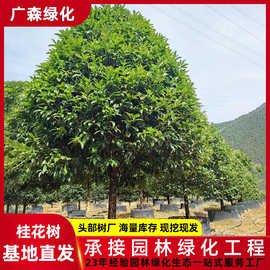 园林工程绿化施工 行道树风景树乔木 地载丛生桂花树树苗基地批发