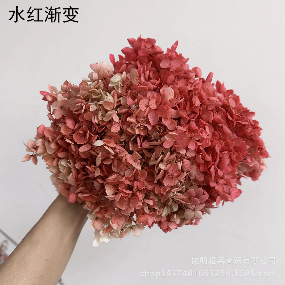 [Вечная Life Flower Hydrangea] Анна Градиентный цвет Лист Hydramid Книга цветов оптом DIY цветочная коробка материал для просмотра