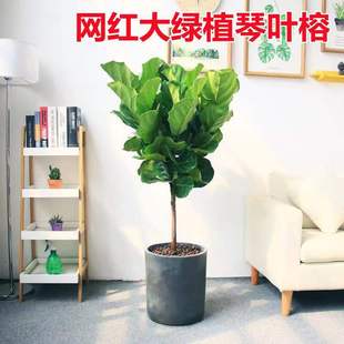 Fiddle Leaf Fig Potted Plant Indoor Office Green Plant All Year Round Evergreen Large Leaf Plant Flower Small Potted Fiddle Leaf Fig