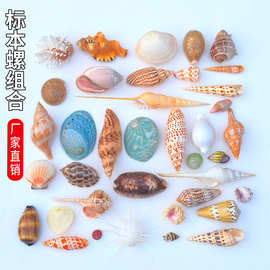 天然绿贝壳海螺 家居摆件 饰品收纳盒 摄影道具水族鱼缸造景标本