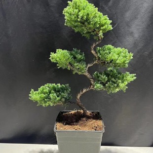 Base Direct Sales Pine and Cypress Bonsai Step by Step Old Pile Shape Potted Plant Living Room Office Indoor Landscape Evergreen All Year Round