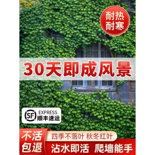 Climbing Vine Seedlings, Evergreen All Year Round, Non-Leafing Vines, Courtyard Rattan, Five-Leaf and Three-Leaf Climbing Vine Seedlings