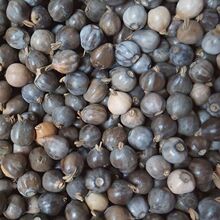 �����ӷN�� ������ Ұ��޲�Ӳ� ɢ���ִ�����T��������