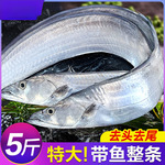 整条带鱼新鲜冷冻刀鱼大号东海小眼深海鱼鲜活海鲜冰鲜3-5cm