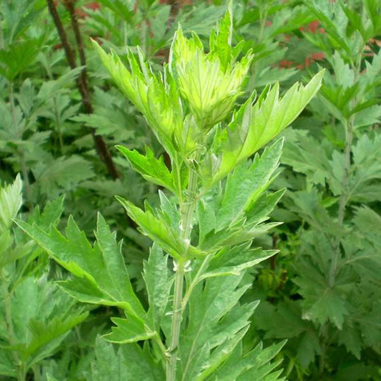 ֲ���㾫�������㾫���ݱ������㾫��ϴ��ˮ�㾫