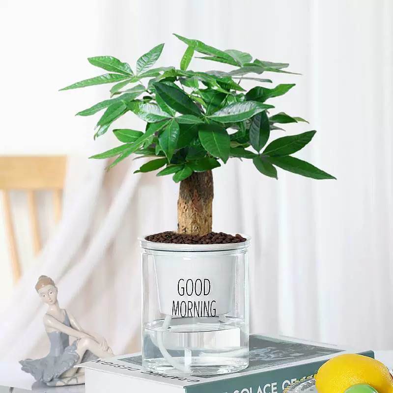 머니트리 + 굿모닝 냄비 + 영양액