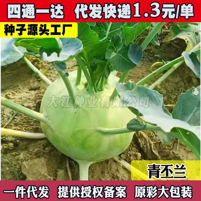 青苤兰蓝种子天津特菜水果绿丕兰红丕兰春秋种皮薄质春秋种植脆