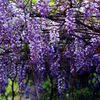 New Wisteria Seeds Wisteria Seeds Japanese Polynant Wisteria Seeds Wisteria Seeds Watching Vesus Plants