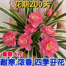 浓香型重瓣大花金边吊兰金心吊篮青叶盆栽办公室内绿植苗植物