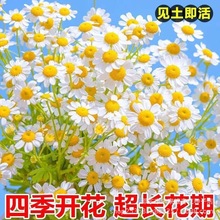 洋甘菊花种子小雏菊易爆盆种子四季开花易活盆栽花籽大全花卉种植