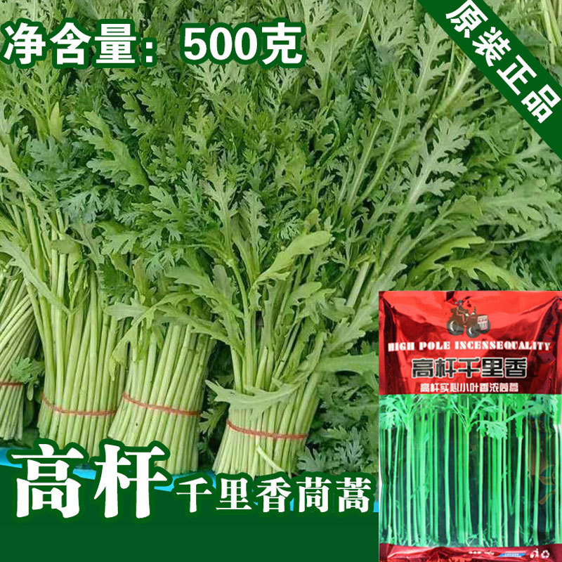 小叶茼蒿种子茼蒿籽光杆茼蒿种子皇帝菜种子蔬菜种子批发菜种菜籽