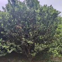 批发桔子树 砂糖橘品种 蜜桔红桔别墅庭院景观果树品种齐