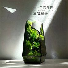 苔藓微景观生态雨林缸造景办公桌面植物盆景免打理生态瓶成品摆件