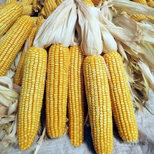 干玉米棒 自然风干穗老棒子新货整根宠物磨牙口粮活动道具装饰