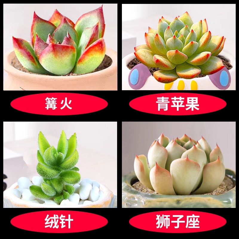 캠프파이어+녹색사과+벨벳바늘+레오