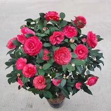 ��������ɫ�൤ɽ�軨������������ͥԺ���ͺ����B������������