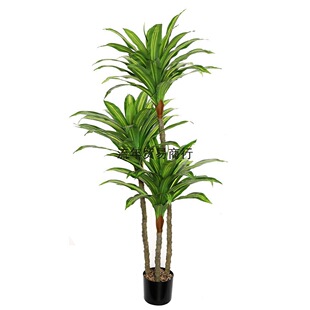 ��������F��PEܛ�z���|150cm�����Gɫֲ�����Ԉ����b��羳