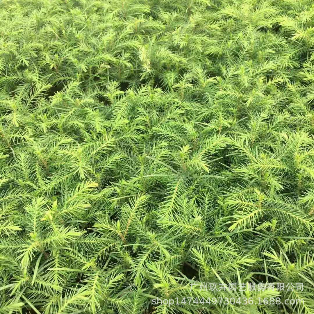 Араукария мешок рассада горшечные Лиственные растения листва офис дома озеленение растений