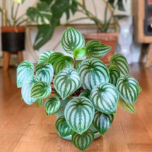 Ƥ insWGֲ Сֲ ҃ȩֲGֲҾ