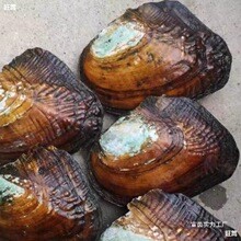 ������Լ��_��ȡ���鵭ˮ������Ӱ���������r����մ����l