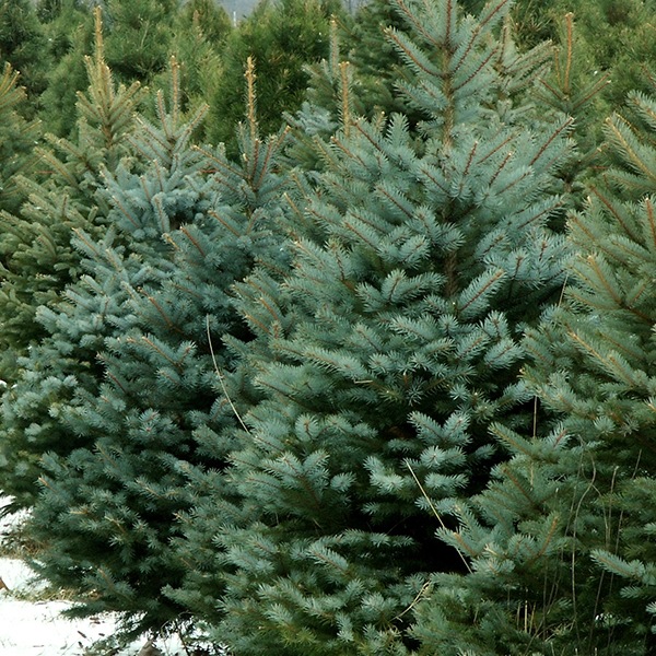 云杉圣诞树真树挪威云杉大树室外绿植盆栽圣诞节装饰酒店商场装饰